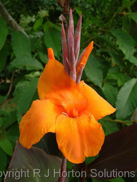 Canna Orange 1